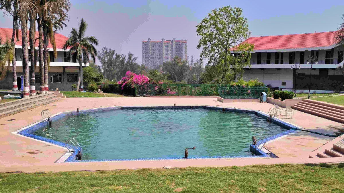 Monkeys jump into swimming pool in Faridabad