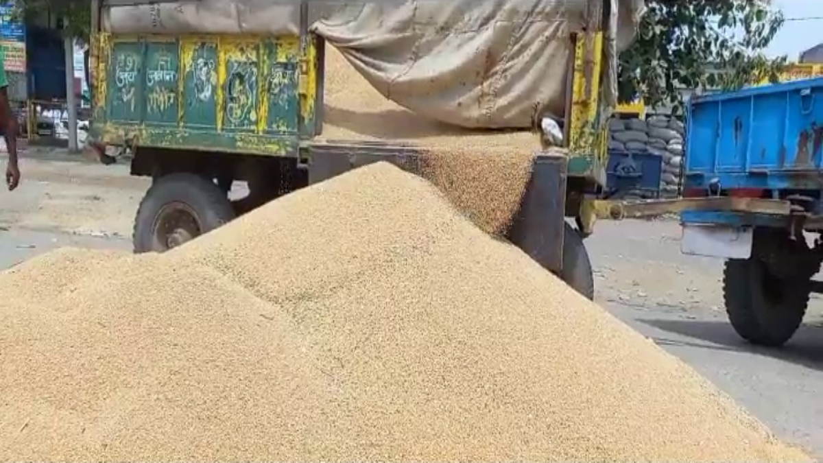 wheat procurement in sonipat