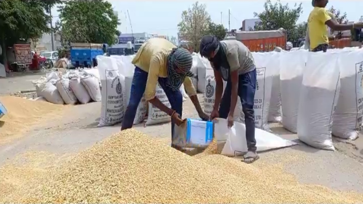 wheat procurement in sonipat