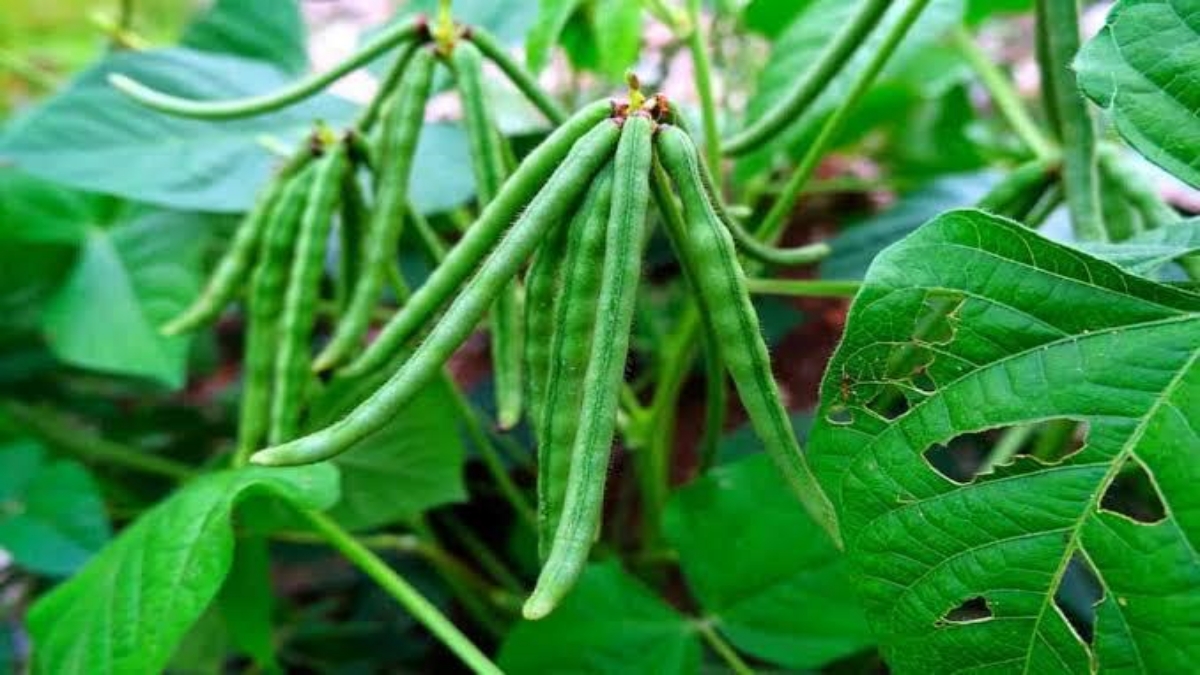 Crop Residue Management