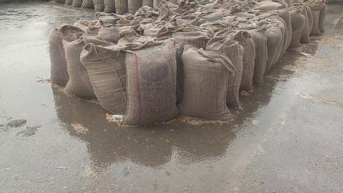 Rain soaked grain in Karnal grain market