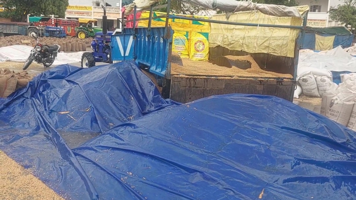 Rain soaked grain in Karnal grain market