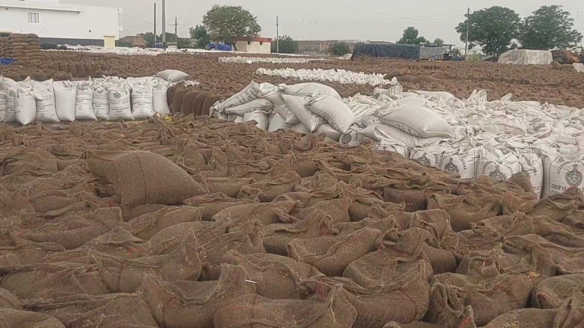 Rain soaked grain in Karnal grain market