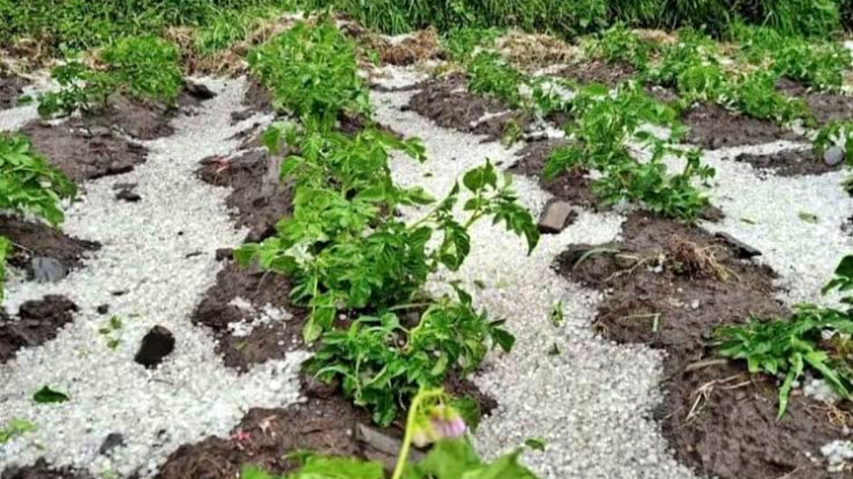 Crop affected due to rain in kullu