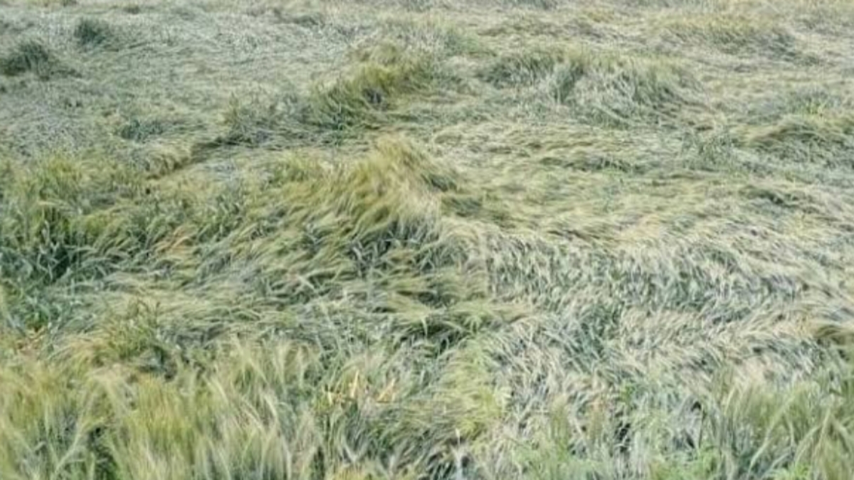 Crop affected due to rain in kullu