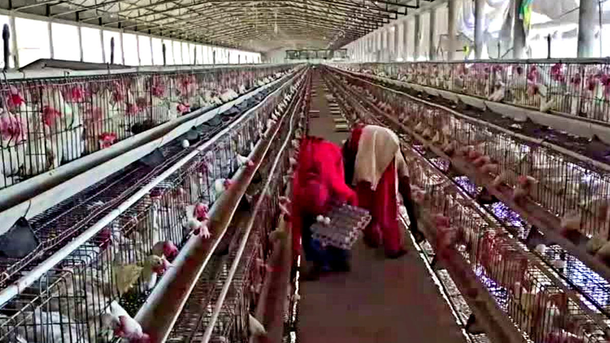 UP government new egg storage rules