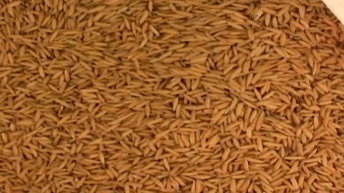 know difference between fack and real paddy seeds