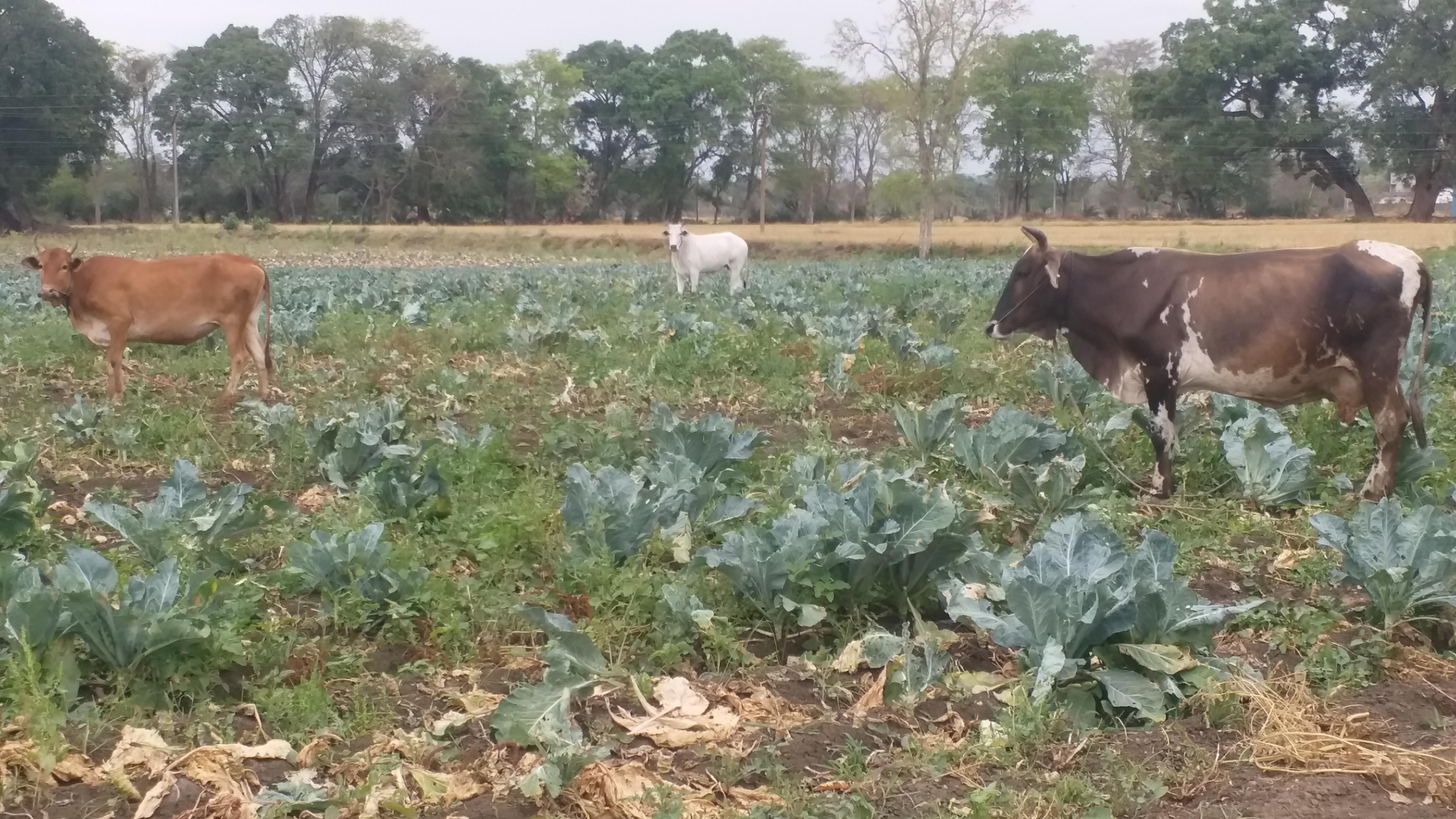 animals left to graze in fields