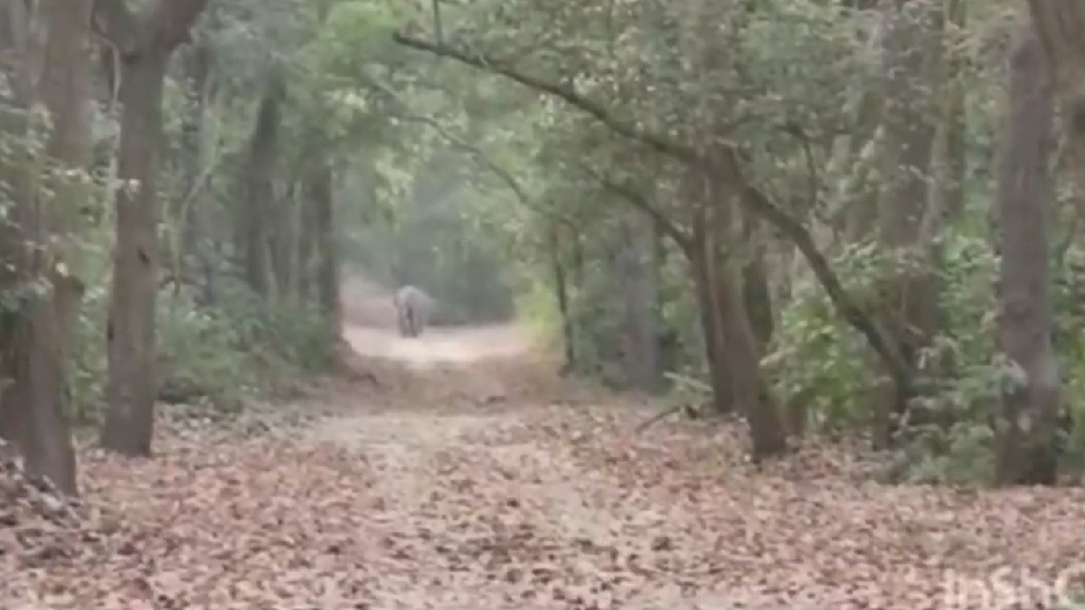 Kalesar National Park Yamunanagar