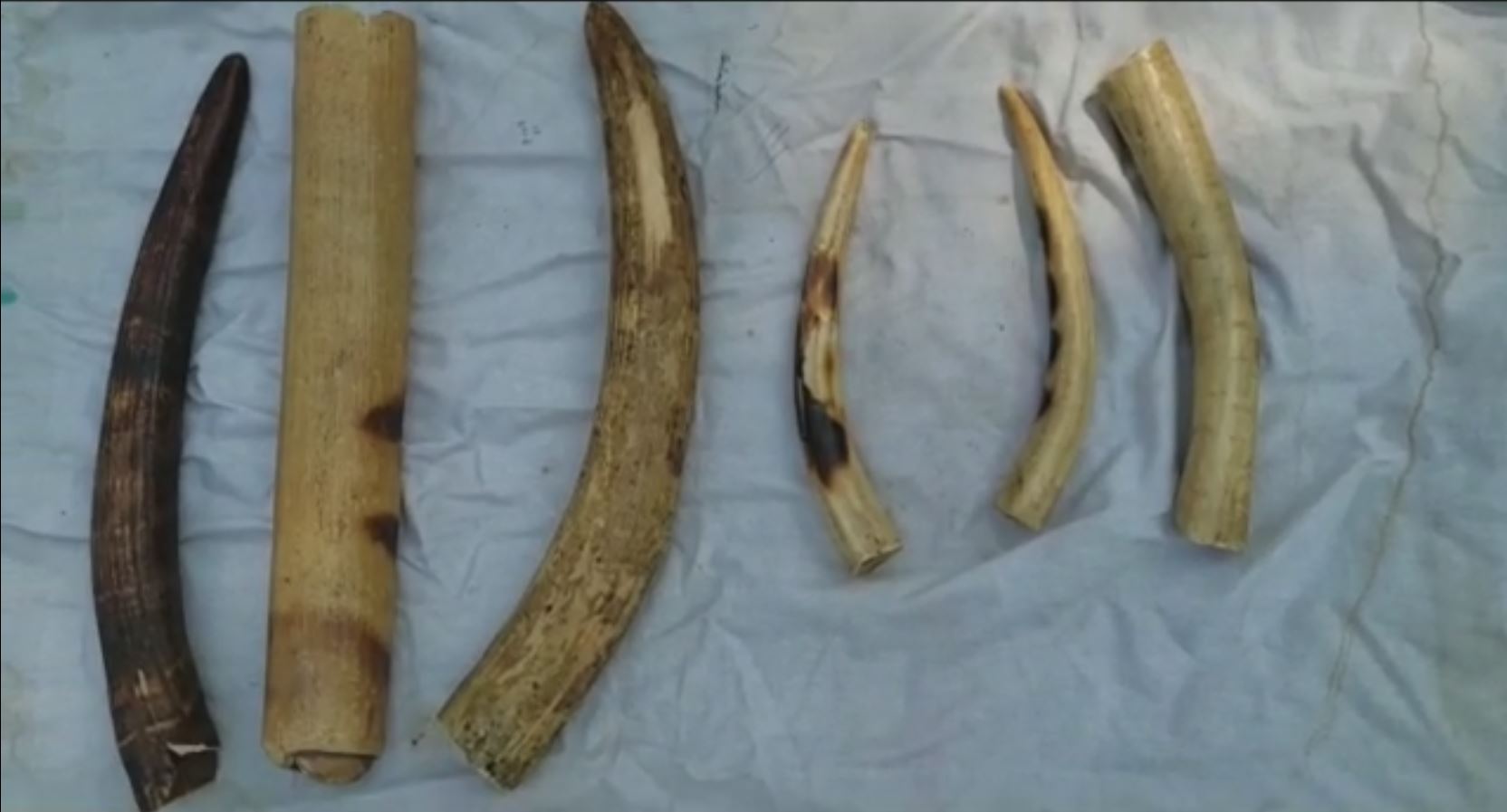 Big deal of ivory smugglers foiled