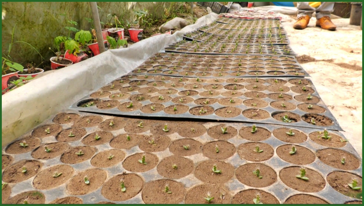 Dragon fruit nursery ready in Hamirpur