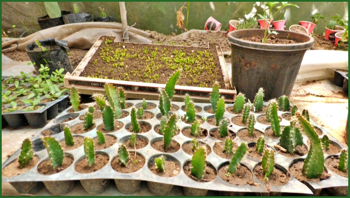 Dragon fruit nursery ready in Hamirpur