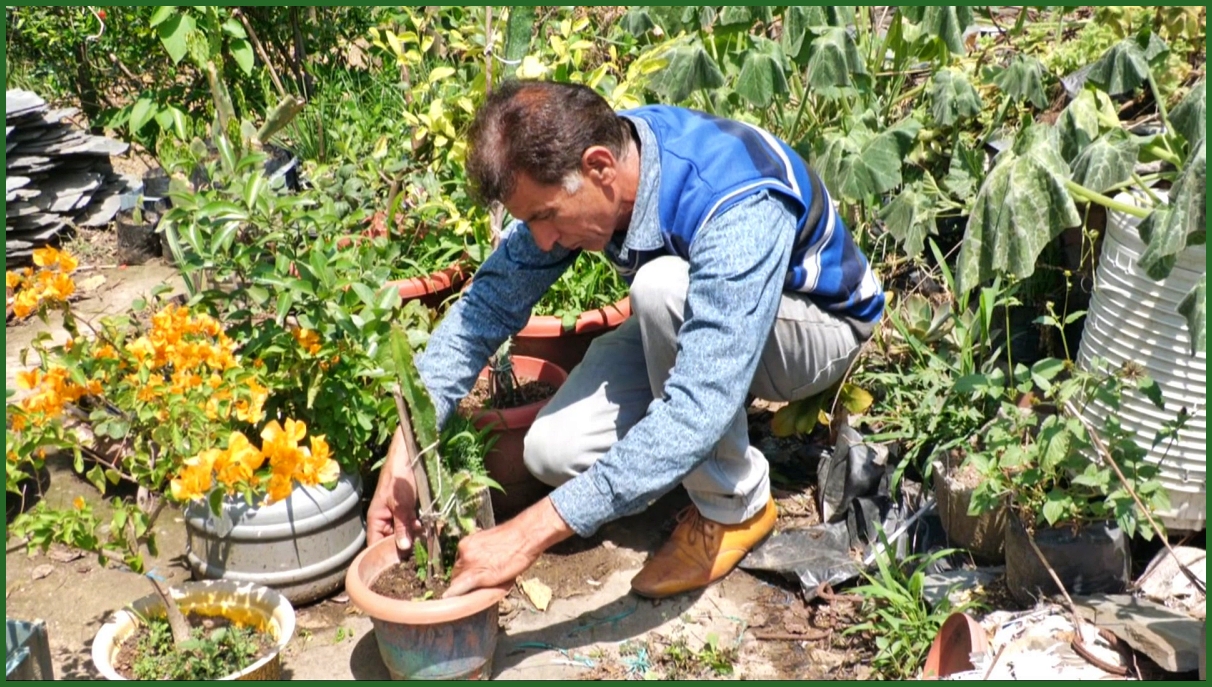 Dragon fruit nursery ready in Hamirpur