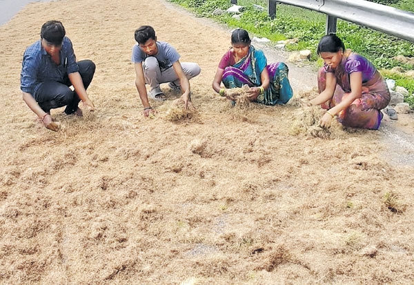 తడిచిన పంటను ఆరబెడుతున్న సాత్విక