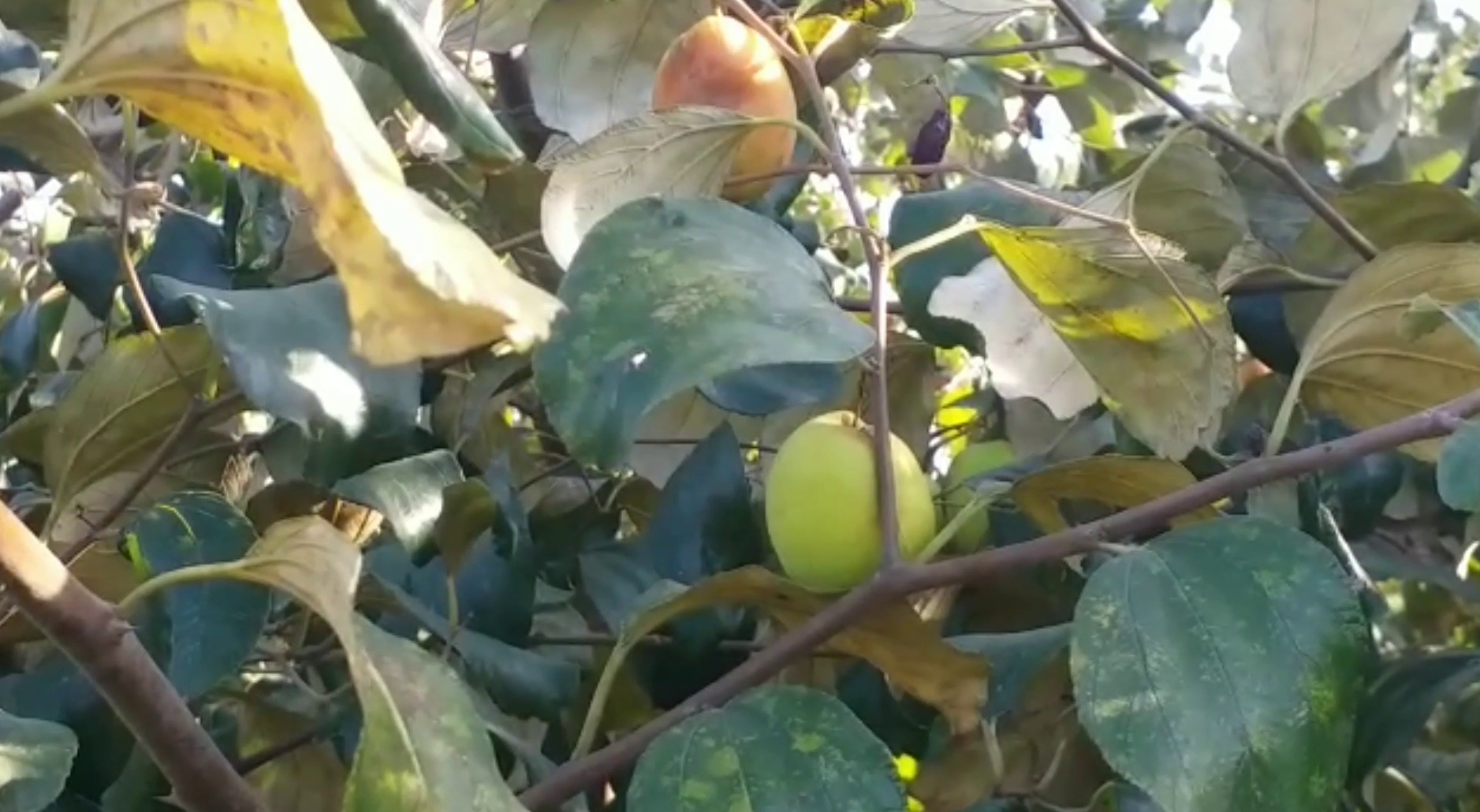 Thai Apple Plum Farming