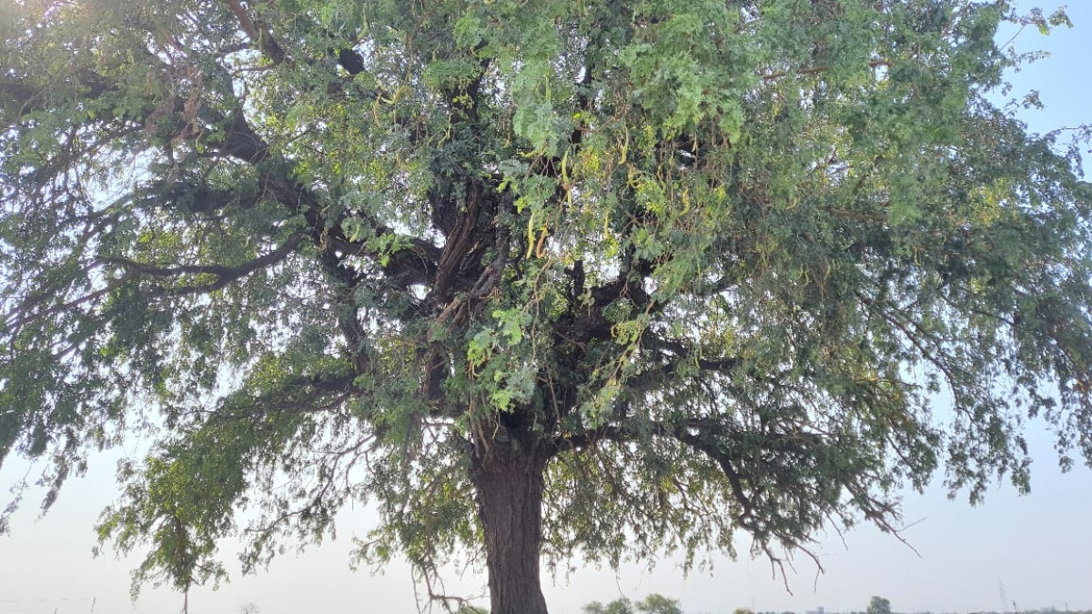 shami tree Significance of importance