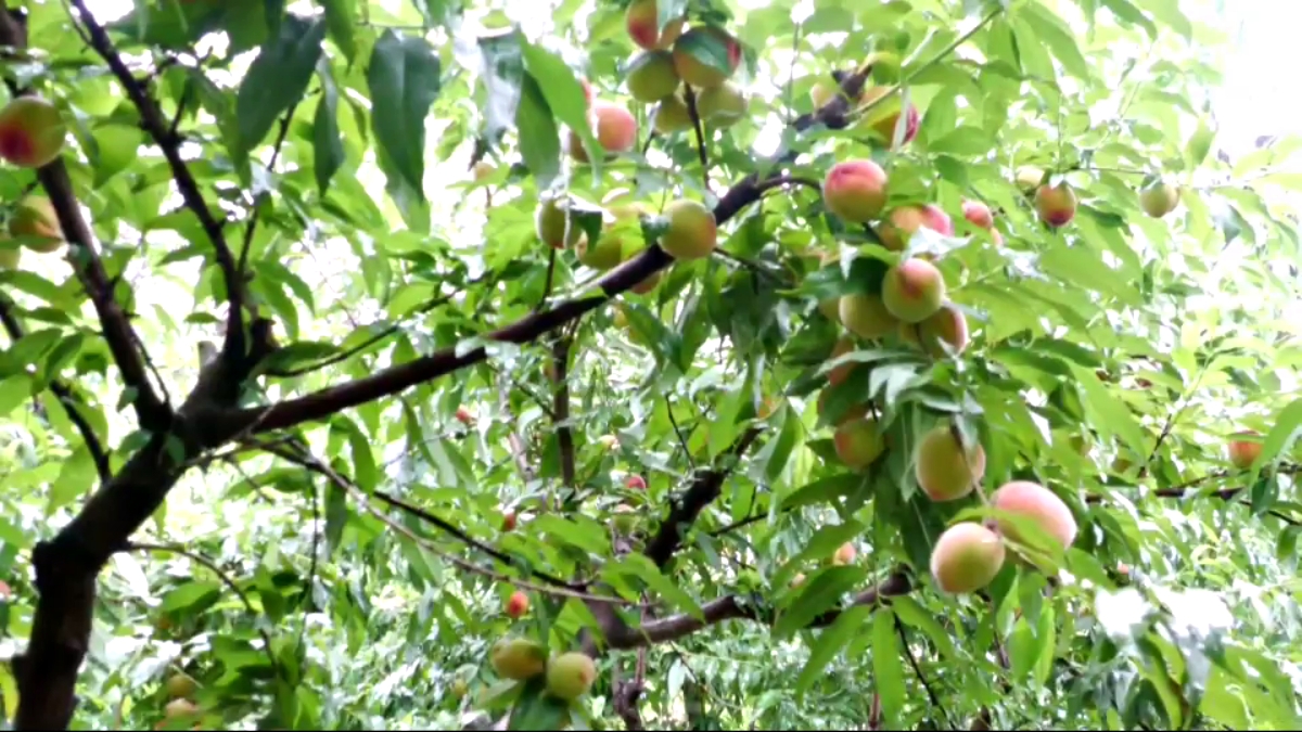 Horticulture and Forestry College Neri developed high density farming Horticulture and Forestry College Neri developed high density farming