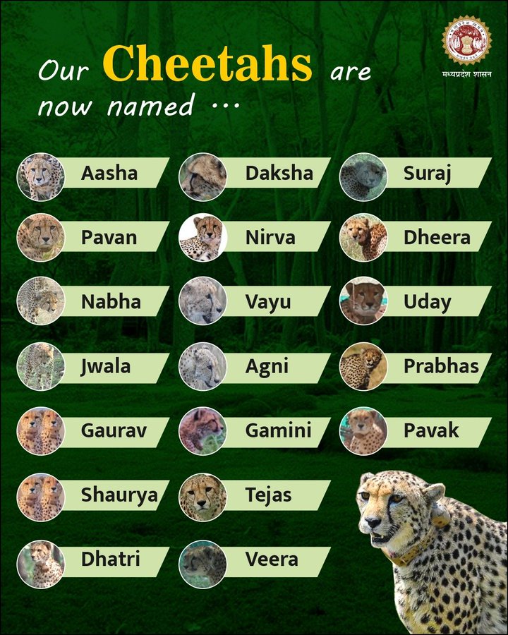 Cheetah Deaths in India