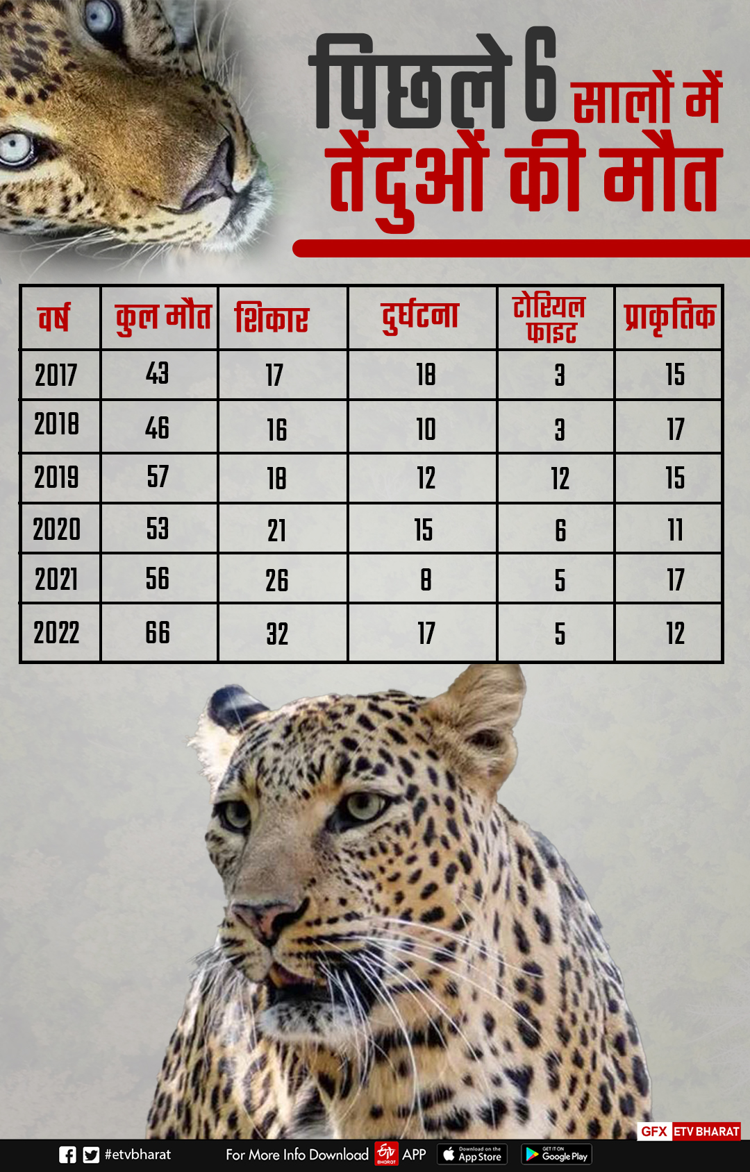 How many leopards died in six years