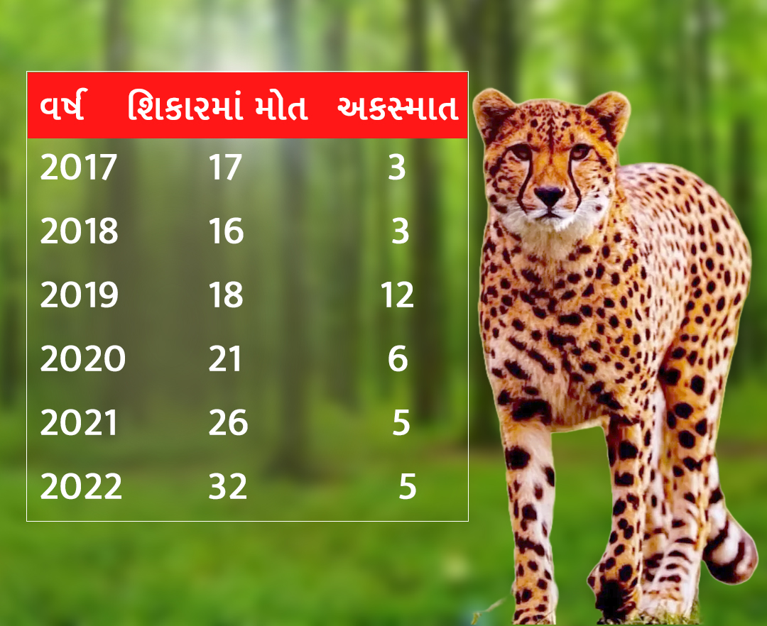 MP News: દીપડાની સંખ્યા વાધ કરતા વધારે પણ મોતના મામલે પણ અવ્વલ