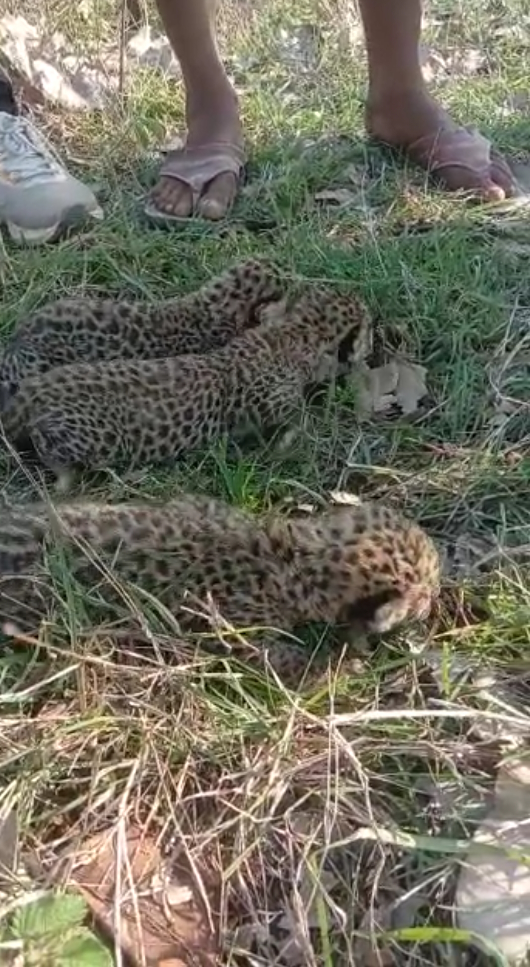 shahdol 3 leopard cubs found in residential area