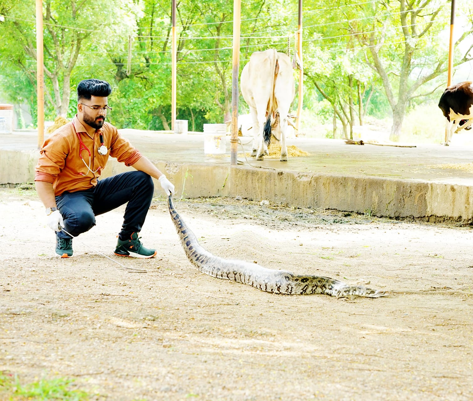 cobra snakes surgery by dr ankit meshram