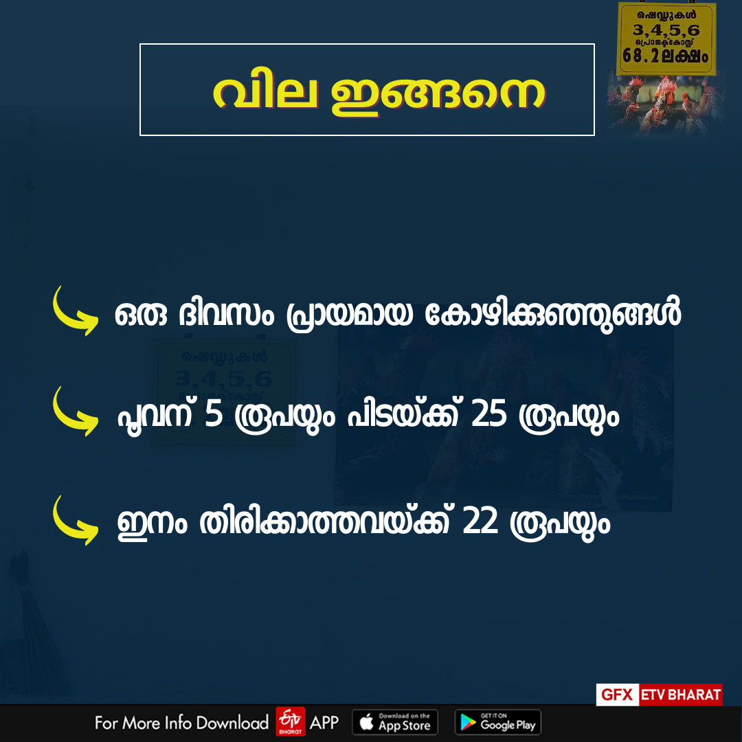 Mundayad Poultry Center  ഗ്രാമശ്രീ കോഴി  കോഴി ഫാം  മുണ്ടയാട് കോഴി വളർത്തൽ കേന്ദ്രം  Gramasree chickens  നാടൻ നേക്കഡ് നെക്ക് കോഴി  കോഴി  ഗ്രാമശ്രീയാണ് താരം  chicken