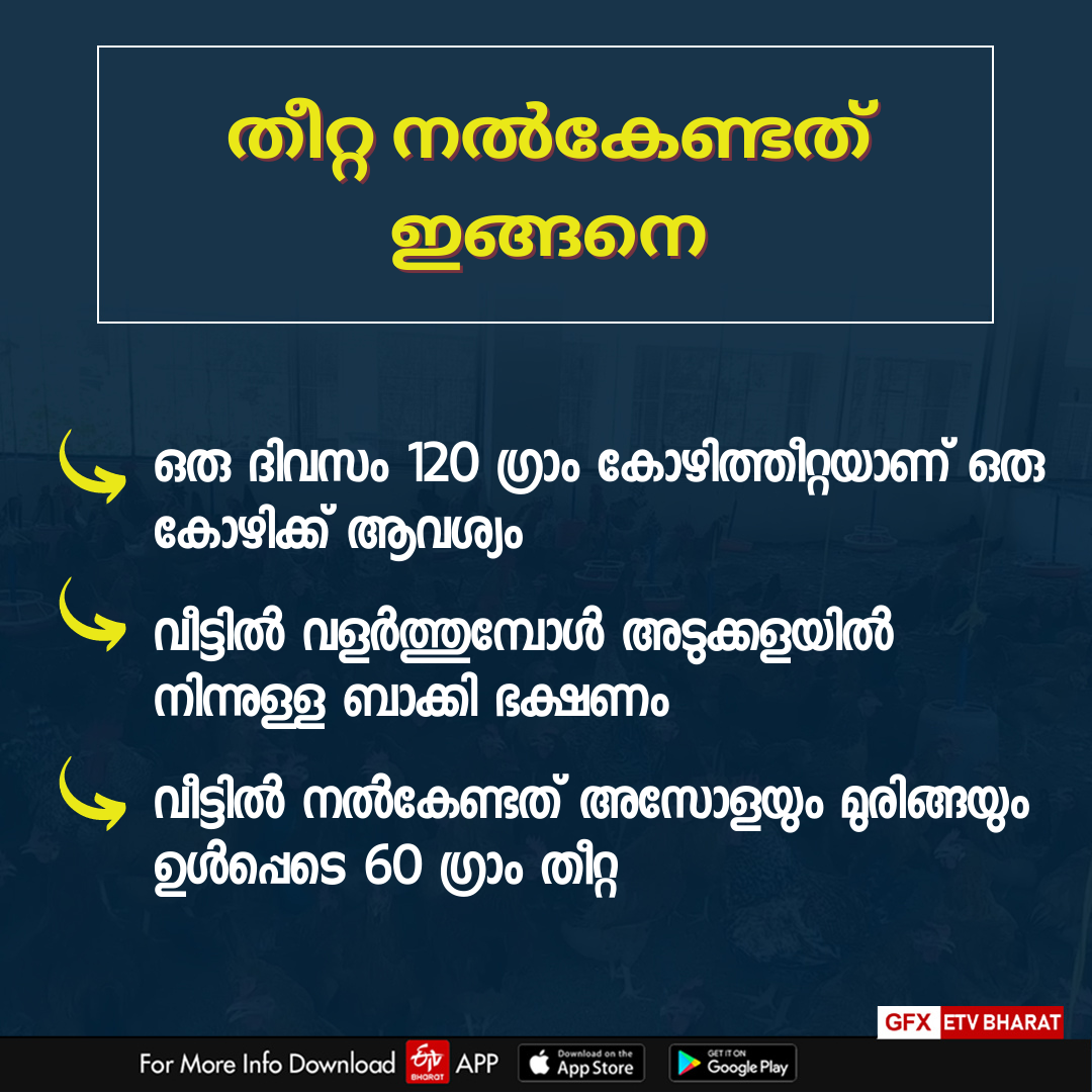 Mundayad Poultry Center  ഗ്രാമശ്രീ കോഴി  കോഴി ഫാം  മുണ്ടയാട് കോഴി വളർത്തൽ കേന്ദ്രം  Gramasree chickens  നാടൻ നേക്കഡ് നെക്ക് കോഴി  കോഴി  ഗ്രാമശ്രീയാണ് താരം  chicken