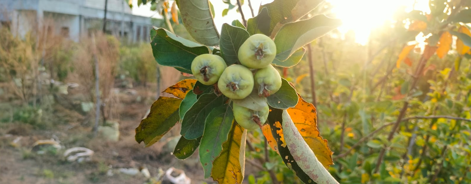 apple fruits in summer season