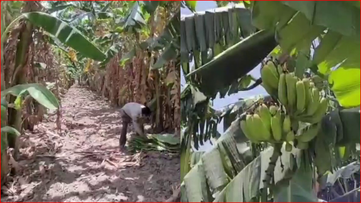 Banana cultivation in Yamunanagar