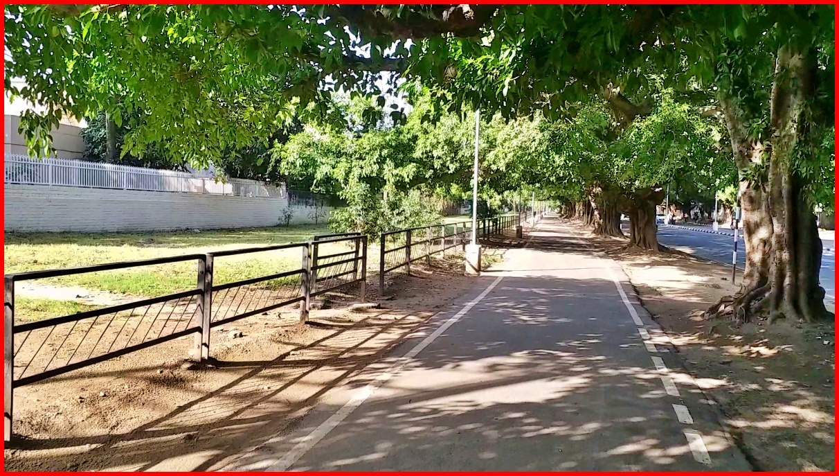 heritage trees in chandigarh