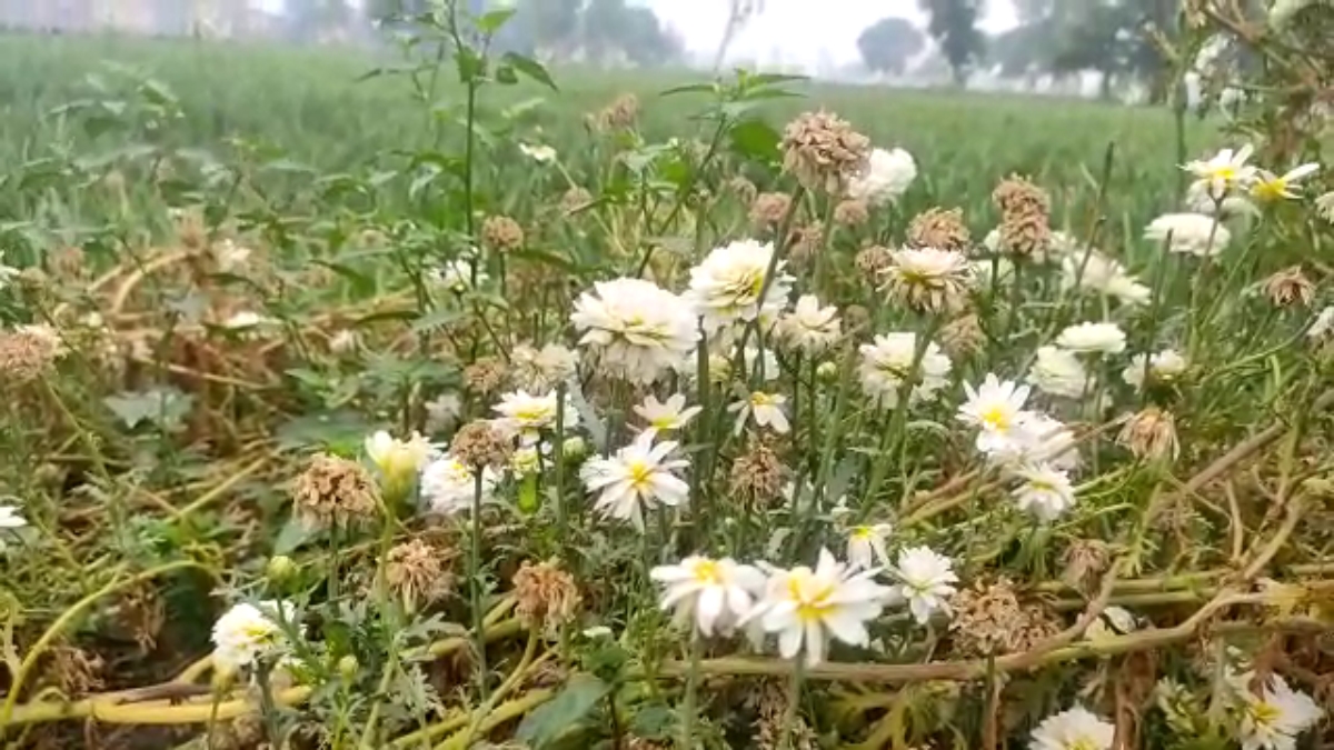Farmers benefit flower farming