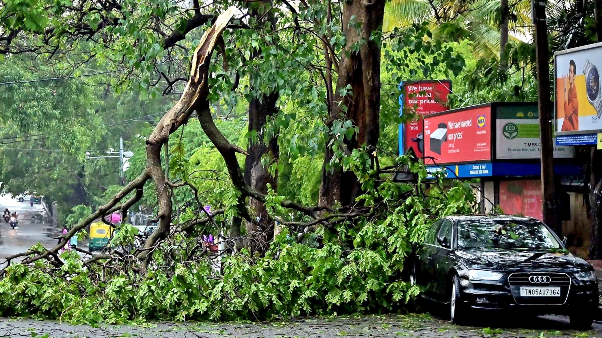 ವರುಣನ ಆರ್ಭಟಕ್ಕೆ ಧರೆಗುರುಳಿದ ಮರಗಳು.