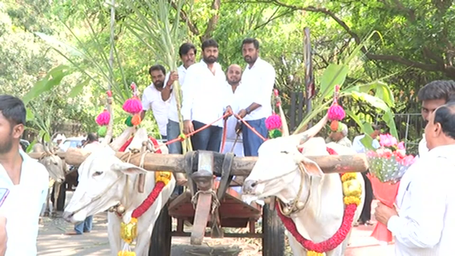 Karnataka Assembly meetings 2023 Congress MLA Ravi Ganiga arrives on bullock cart