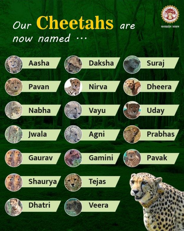 names of cheetahs living in india