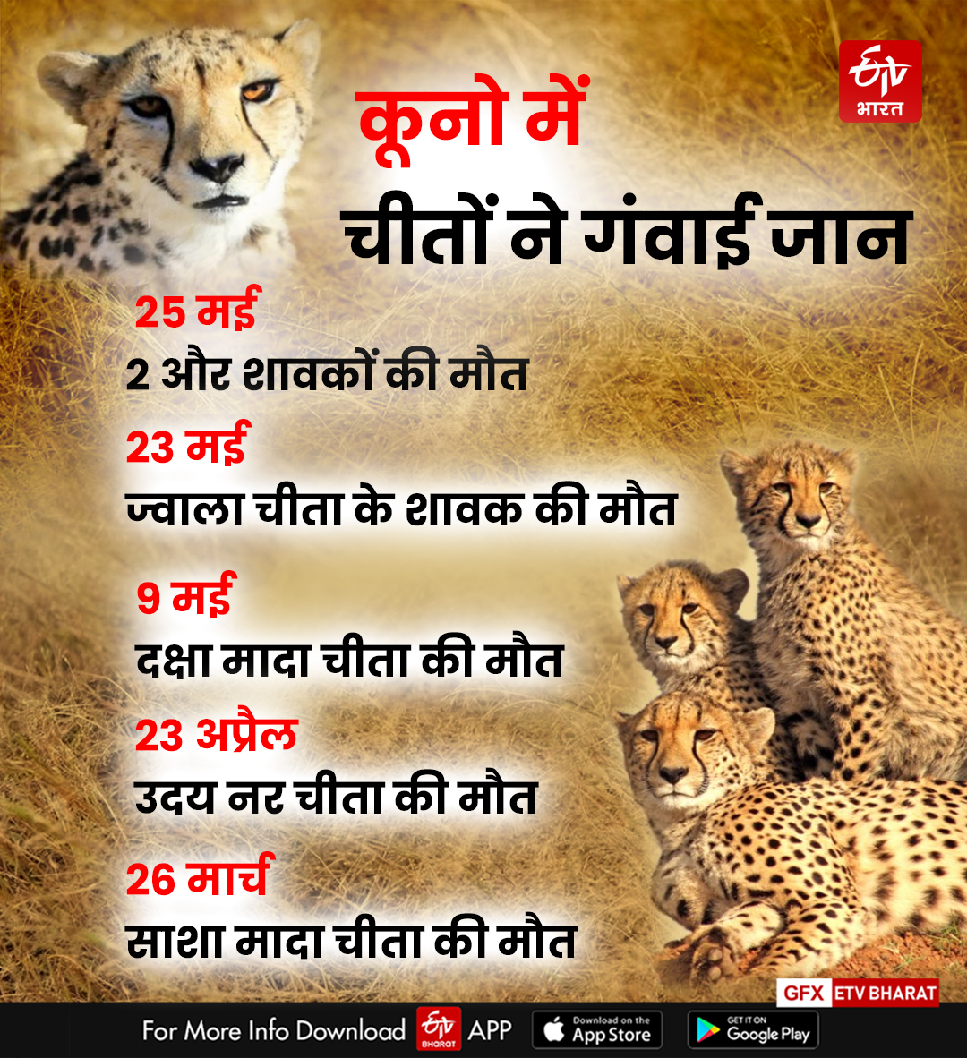 mp cheetah death