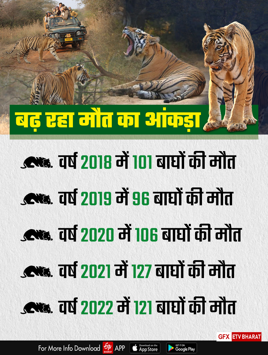 Tiger Deaths in Rajasthan