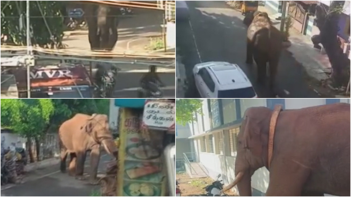 Ari komban Elephant Invade and try to Attack  Elephant Invade and try to Attack Kambam Pepoles  Ari komban Elephant news  ಅಟ್ಟಹಾಸ ಮೆರೆಯುತ್ತಿರುವ ಅರಿಕೊಂಬನ್  ವಿಡಿಯೋ ಸಖತ್​ ವೈರಲ್  ಕೇರಳದಿಂದ ತಮಿಳುನಾಡಕ್ಕೆ ನುಗ್ಗಿ ಅಟ್ಟಹಾಸ  ಗಡಿಯಲ್ಲಿ ಅರಿಕೊಂಬನ್​ ಎಂಬ ಆನೆಯ ಉಪಟಳ  ಸಾಮಾಜಿಕ ಜಾಲತಾಣದಲ್ಲಿ ಸಖತ್​ ವೈರಲ್  ತಮಿಳುನಾಡಿನಲ್ಲಿ ಕೇರಳದ ಆನೆ ಅಟ್ಟಹಾಸ  ಕಾಡಿಗೆ ಬಿಡುವ ಮುನ್ನ ಕೊರಳಿಗೆ ಜಿಪಿಆರ್‌ಎಸ್‌  ಆನೆಯ ಚಲನವಲನದ ಮೇಲೆ ನಿರಂತರ ನಿಗಾ  ಮೇಘಮಲೈ ಪ್ರದೇಶದ ಚಹಾ ತೋಟದ ಕಾರ್ಮಿಕ