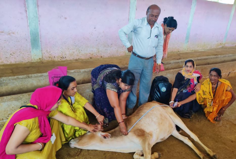 narmadapuram didi of village take care of animals