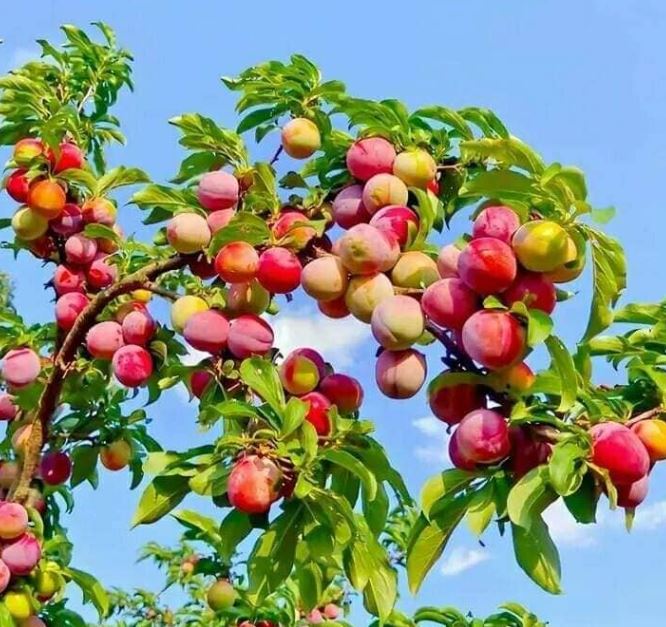 benefits of peach fruit