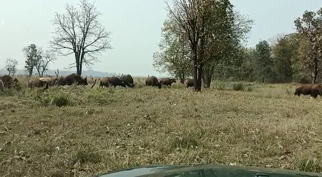 Bison