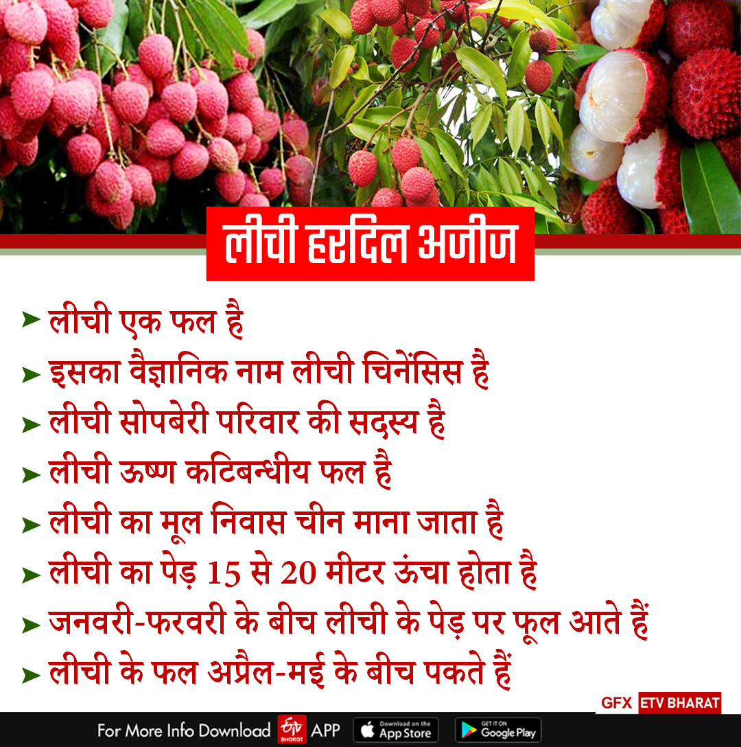 Dehradun litchi