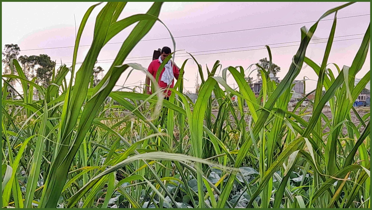 Cultivation of three crops together in Panipat