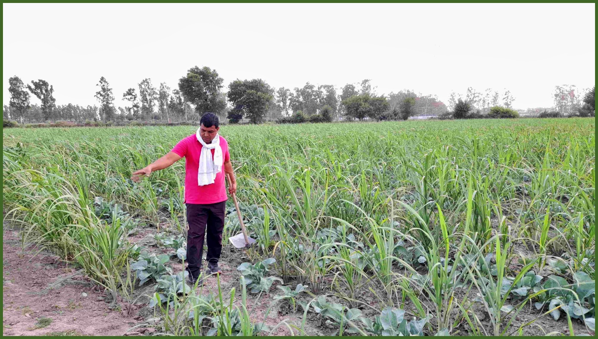 Cultivation of three crops together in Panipat