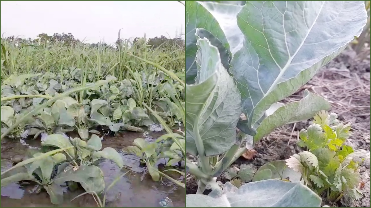 Cultivation of three crops together in Panipat