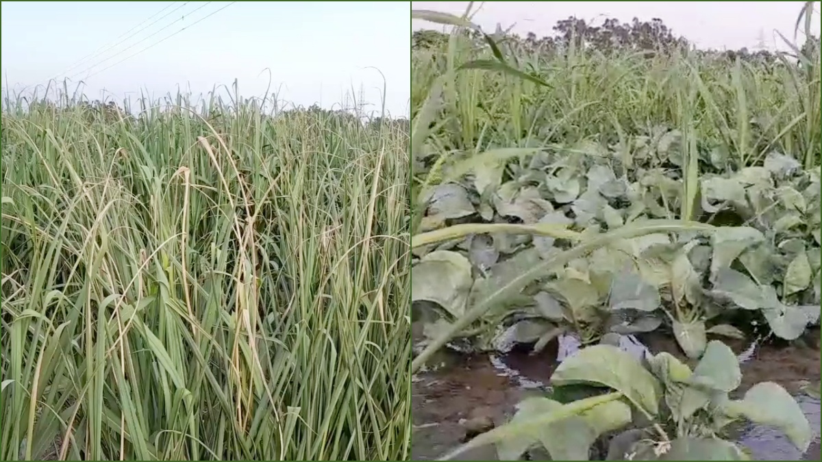 Cultivation of three crops together in Panipat