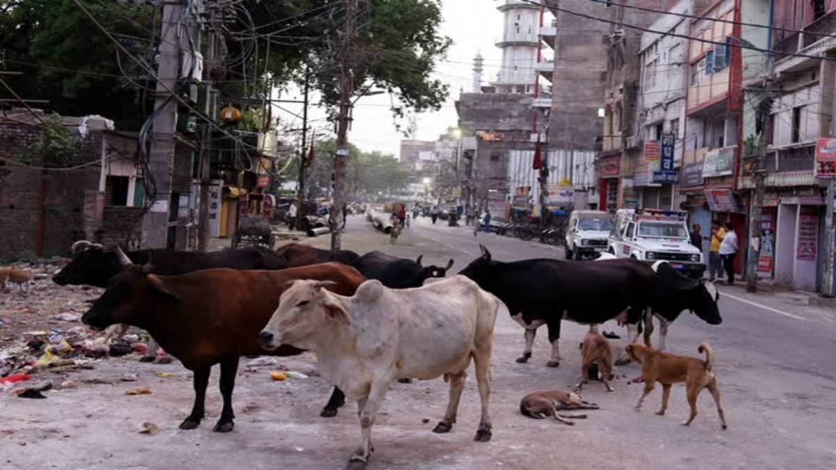 हिमाचल में आवारा पशुओं की समस्या भी बहुत बड़ी है