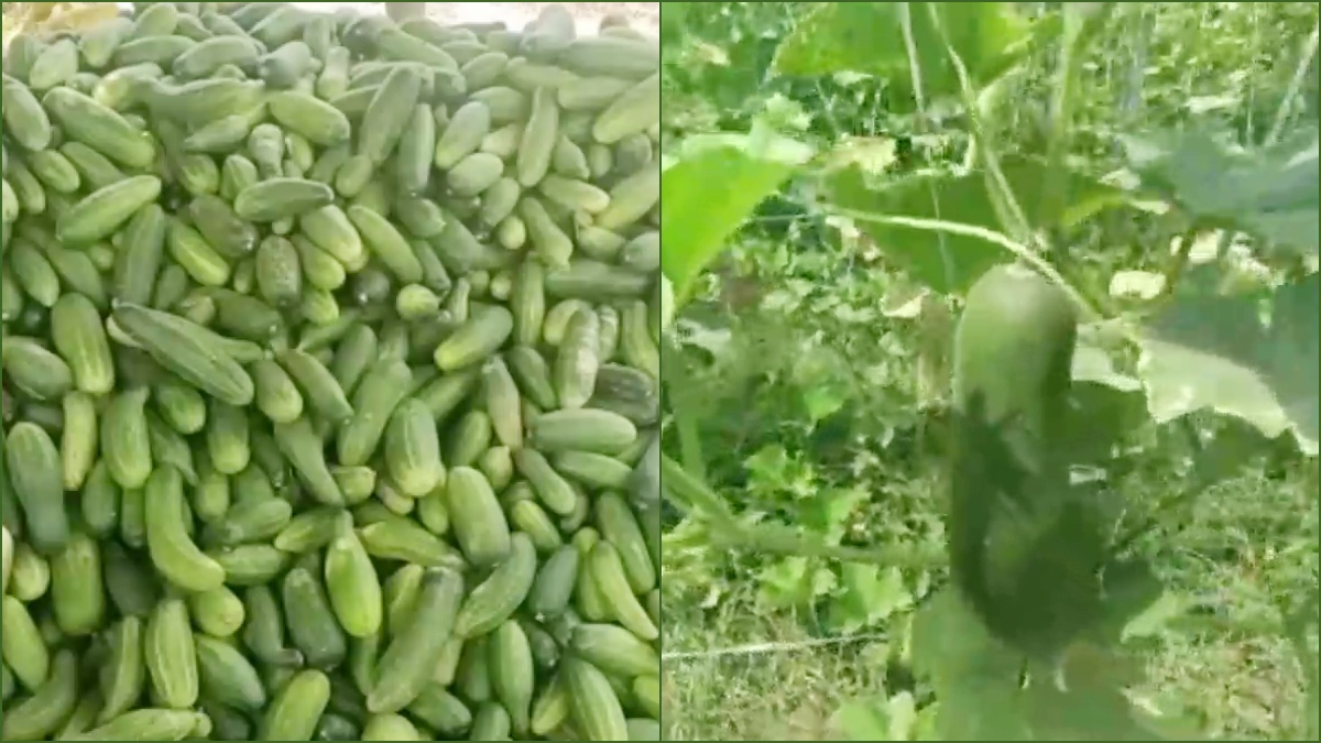 Farming in Poly House in Yamunanagar