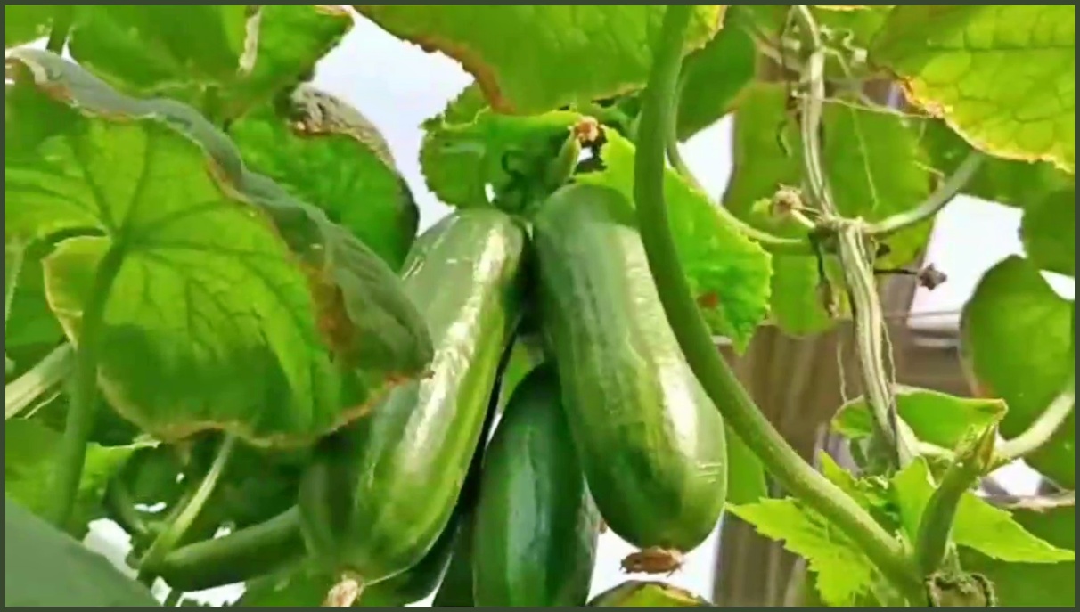 Farming in Poly House in Yamunanagar