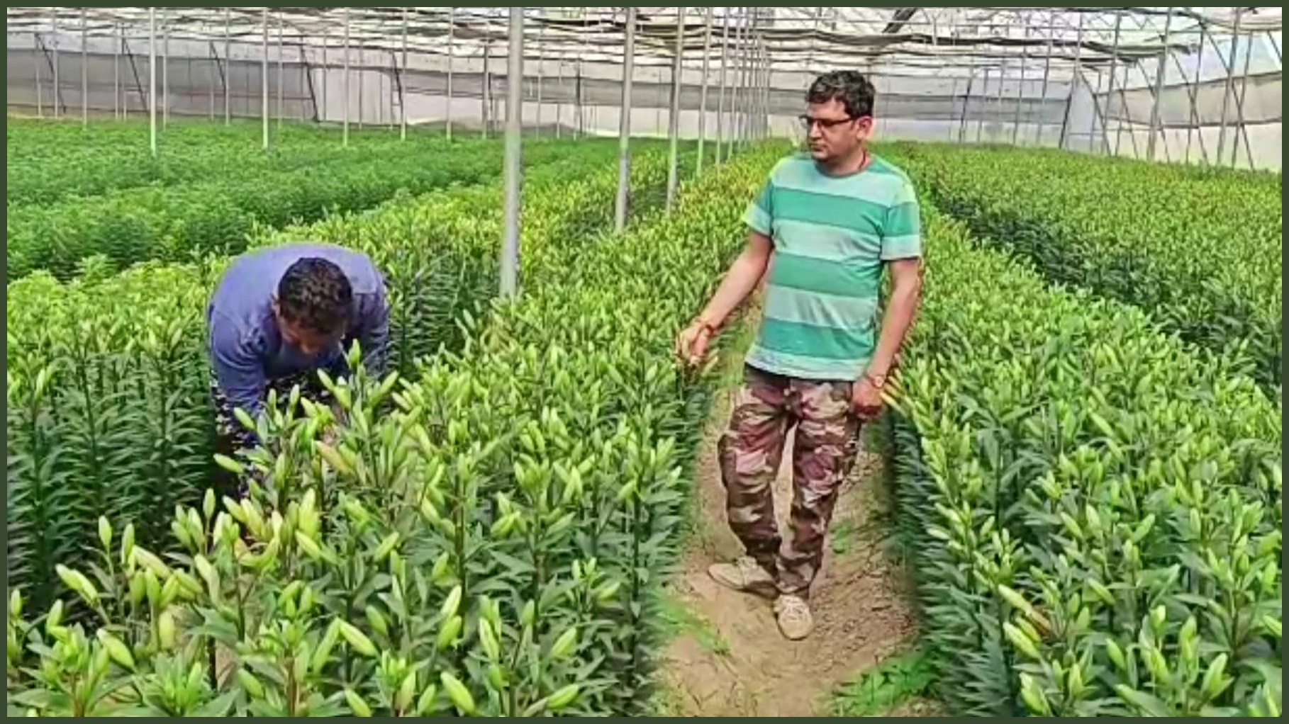 lilium flower cultivation in sonipat